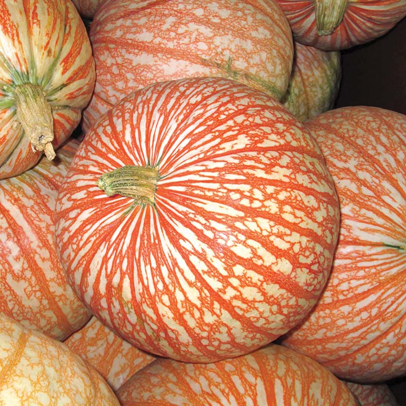 Pumpkin One Too Many Seed