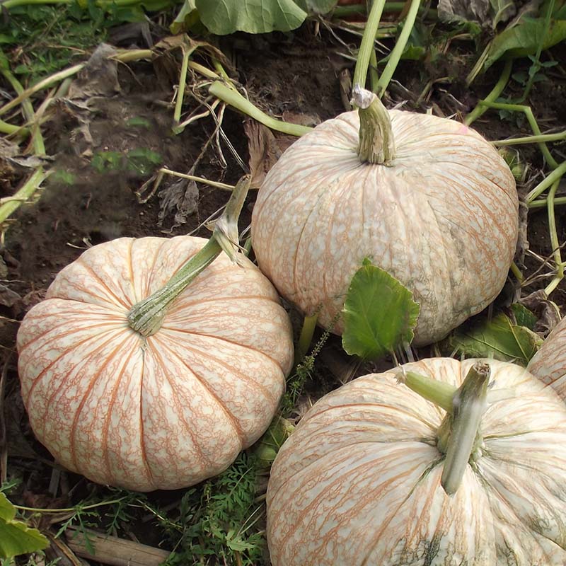 Pumpkin One Too Many Seed