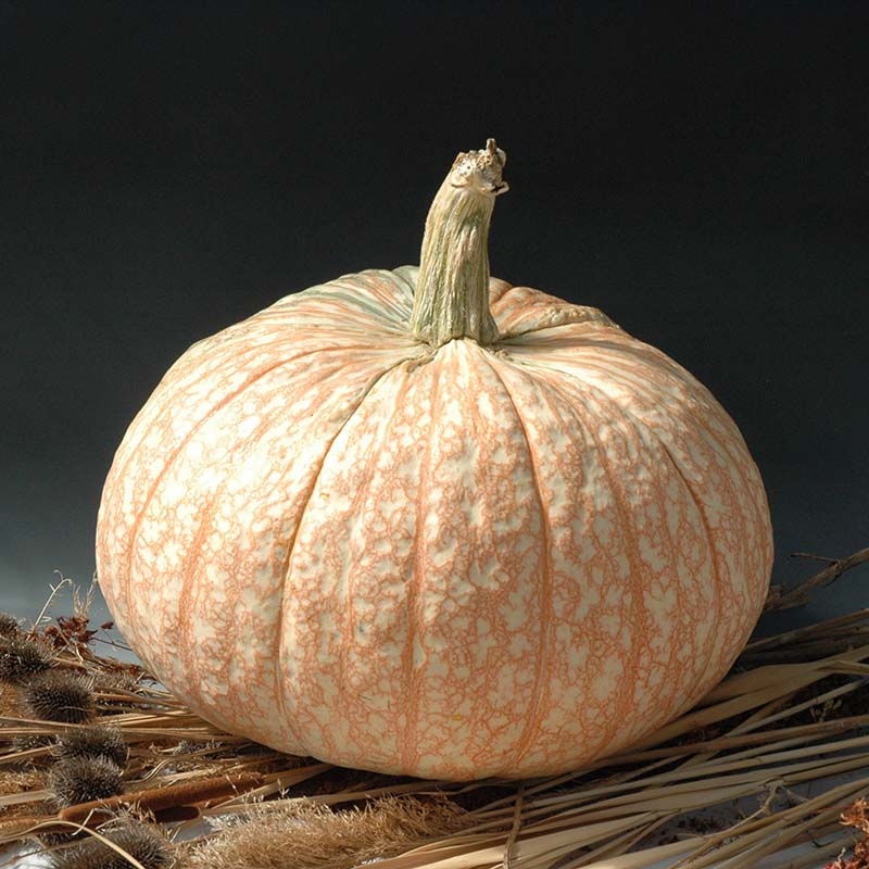 Pumpkin One Too Many Seed