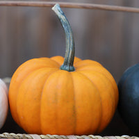 Pumpkin Orangita F1 Seed