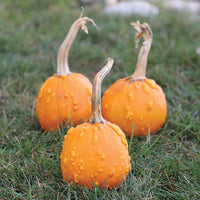 Pumpkin Toad F1 Seed
