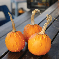 Pumpkin Toad F1 Seed