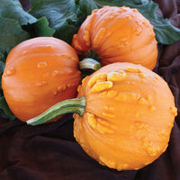 Pumpkin Toad F1 Seed