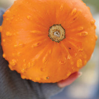 Pumpkin Toad F1 Seed