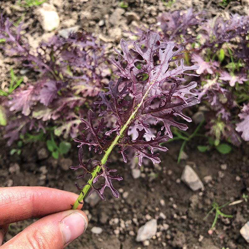 Mustard Scarlet Frill  Seed