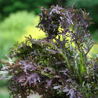 Mustard Scarlet Frill  Seed