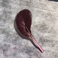 Pak Choi Purple BV950 Seed