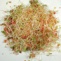 Spicy Mix Sprouts Organic Seeds