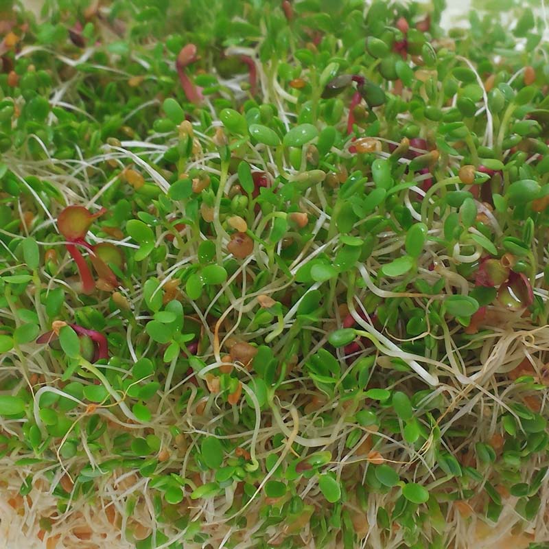 Spicy Mix Sprouts Organic Seeds