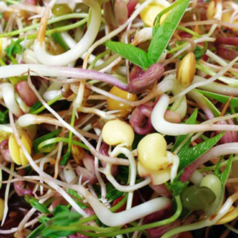 Bean Mix Sprouts Organic Seeds