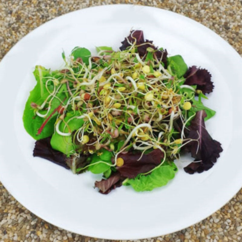 Bean Mix Sprouts Organic Seeds