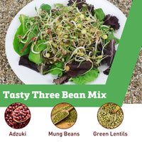 Bean Mix Sprouts Organic Seeds