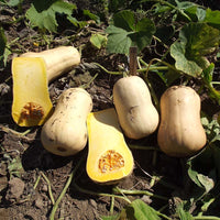 Squash Narragansett F1 Seed