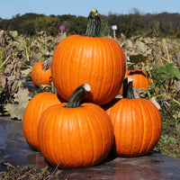 Pumpkin Kratos F1 Seed