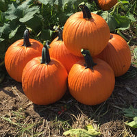 Pumpkin Kratos F1 Seed