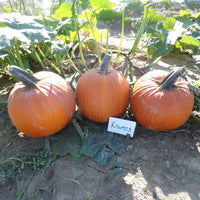 Pumpkin Kratos F1 Seed