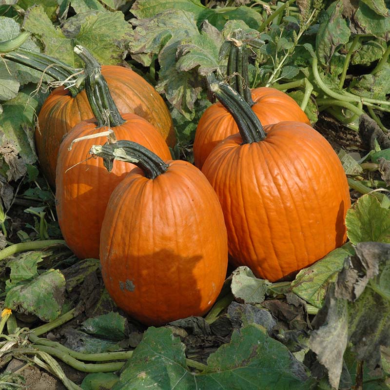 Pumpkin Ares F1 Seed