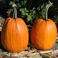 Pumpkin Ares F1 Seed