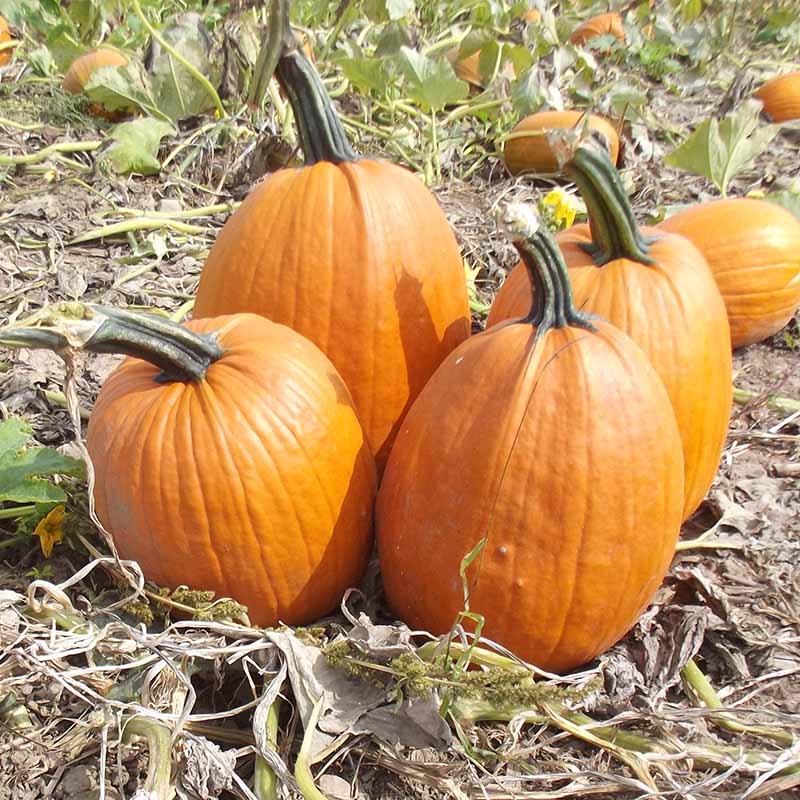 Pumpkin Ares F1 Seed