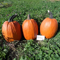 Pumpkin Ares F1 Seed
