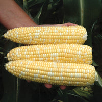 Sweet Corn Cumberland F1 Seed