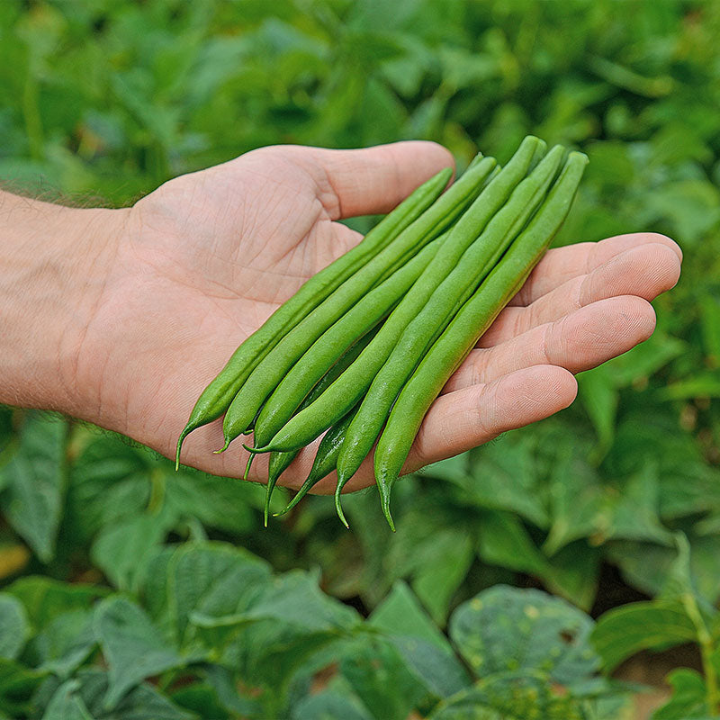 Bean Colter Seed