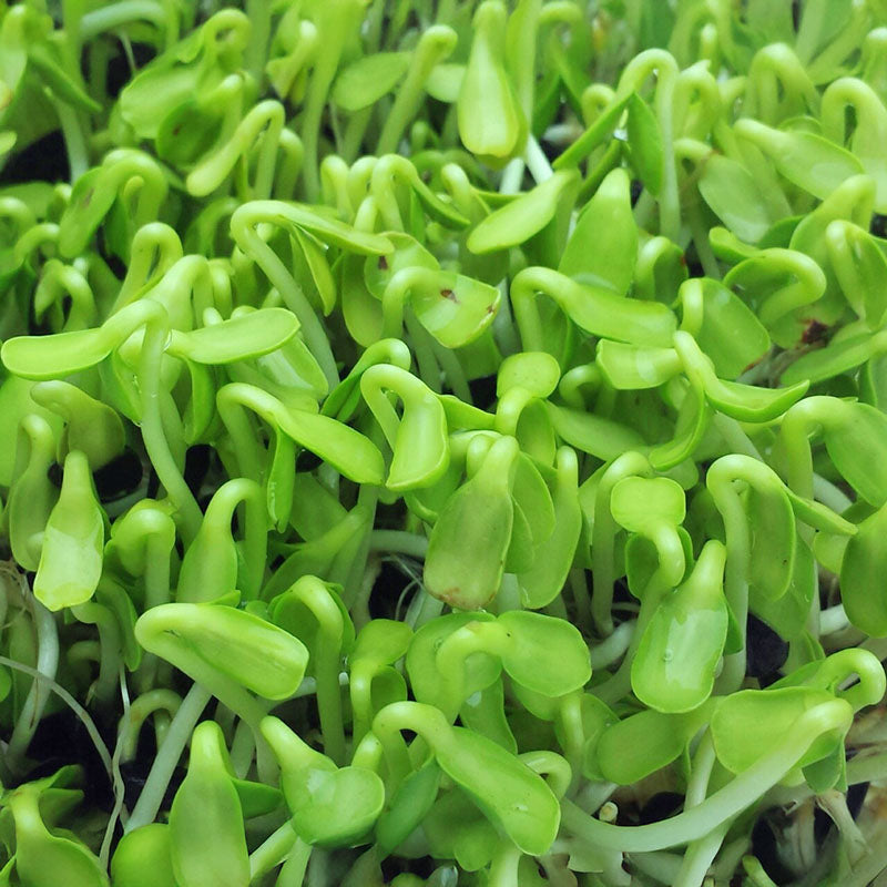 Sunflower Sprouts Organic Seeds