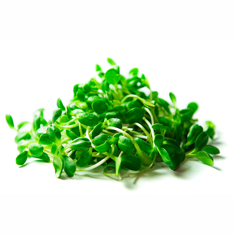 Sunflower Sprouts Organic Seeds