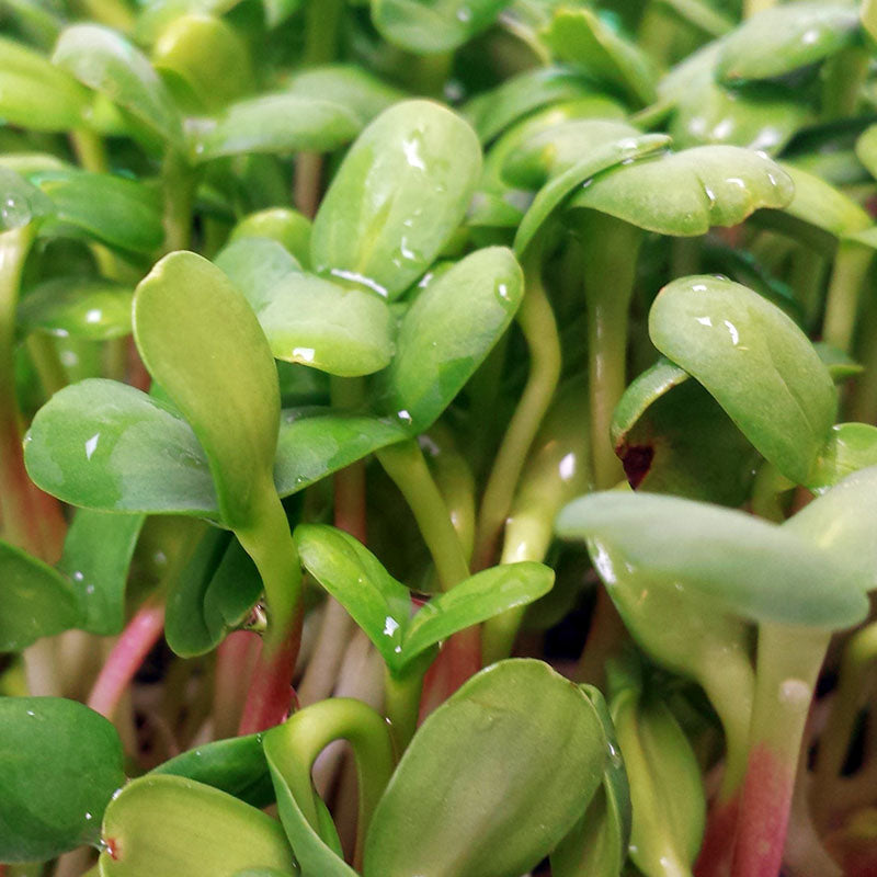 Sunflower Sprouts Organic Seeds
