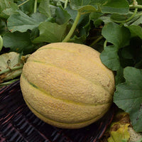 Melon Afterglow F1 Seed