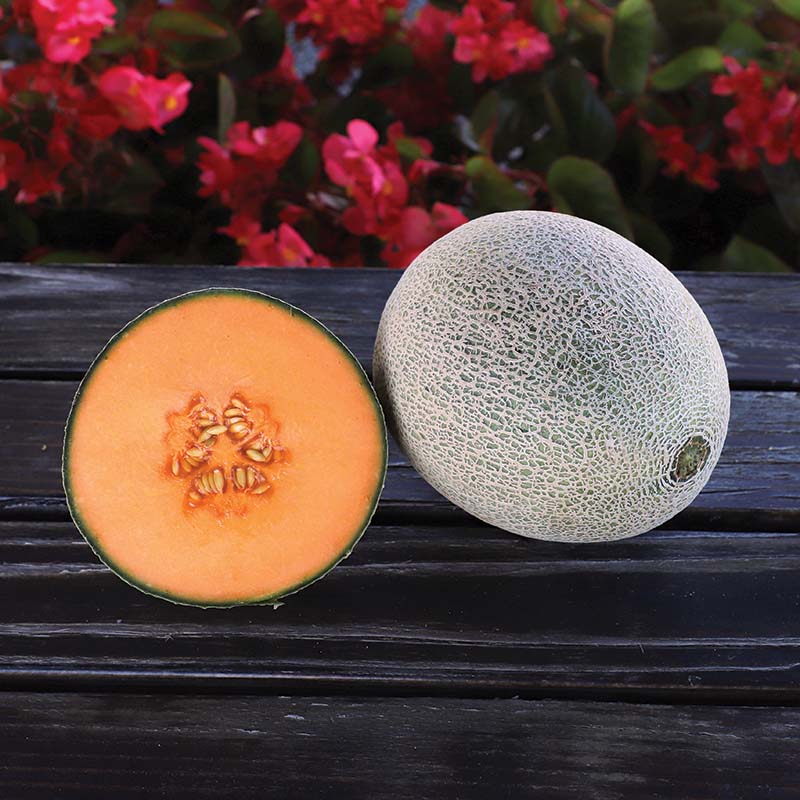 Melon Shockwave F1 Seed