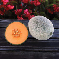 Melon Shockwave F1 Seed