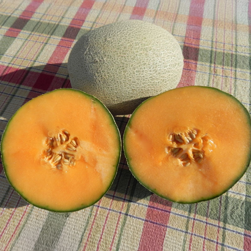Melon Shockwave F1 Seed