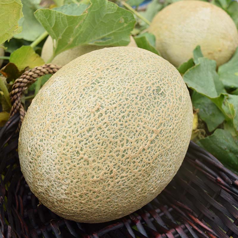 Melon Shockwave F1 Seed