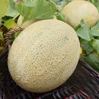 Melon Shockwave F1 Seed