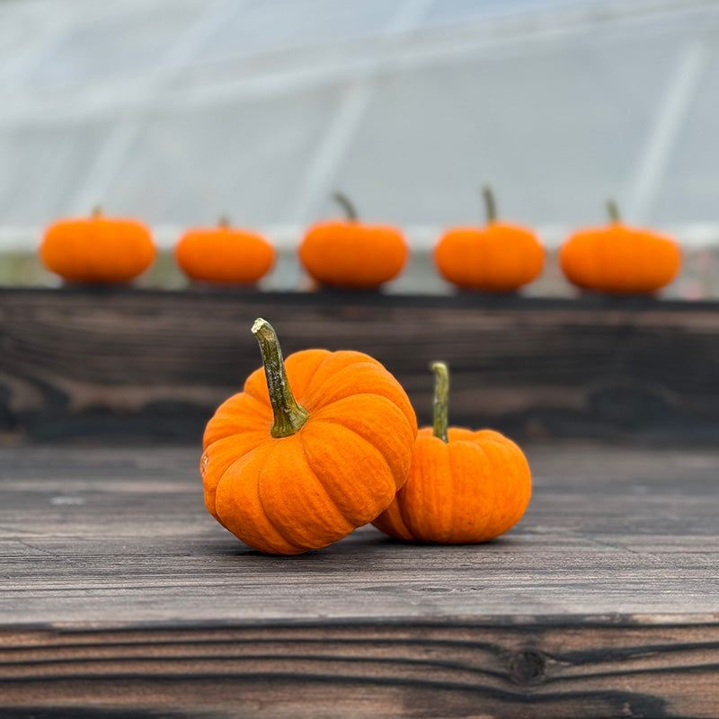 Pumpkin Jill-Be-Little Seed