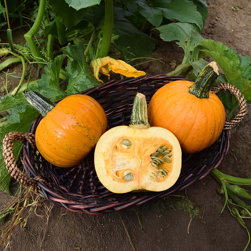 Pumpkin Naked Bear F1 Seed
