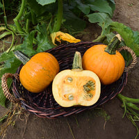 Pumpkin Naked Bear F1 Seed
