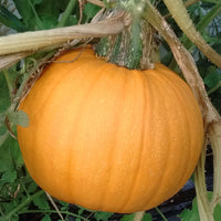 Pumpkin Naked Bear F1 Seed