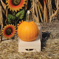 Pumpkin Naked Bear F1 Seed