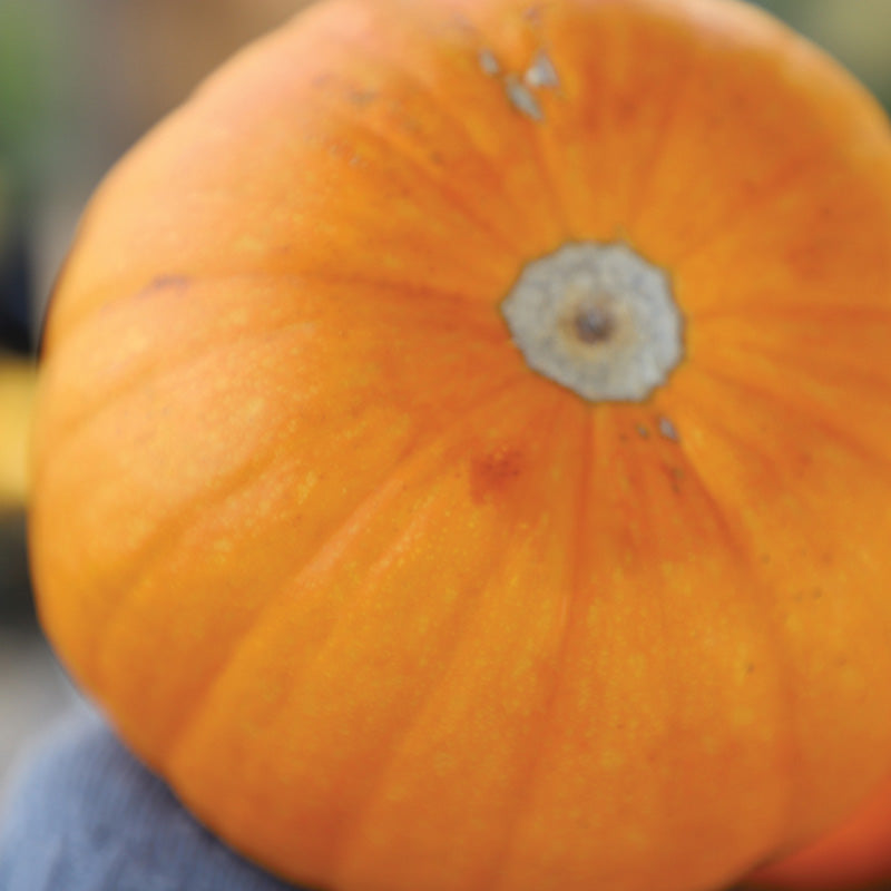 Pumpkin Naked Bear F1 Seed
