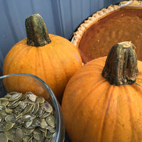 Pumpkin Naked Bear F1 Seed