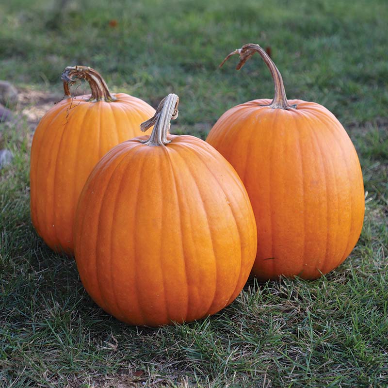 Pumpkin Hannibal F1 Seed