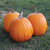 Pumpkin Hannibal F1 Seed