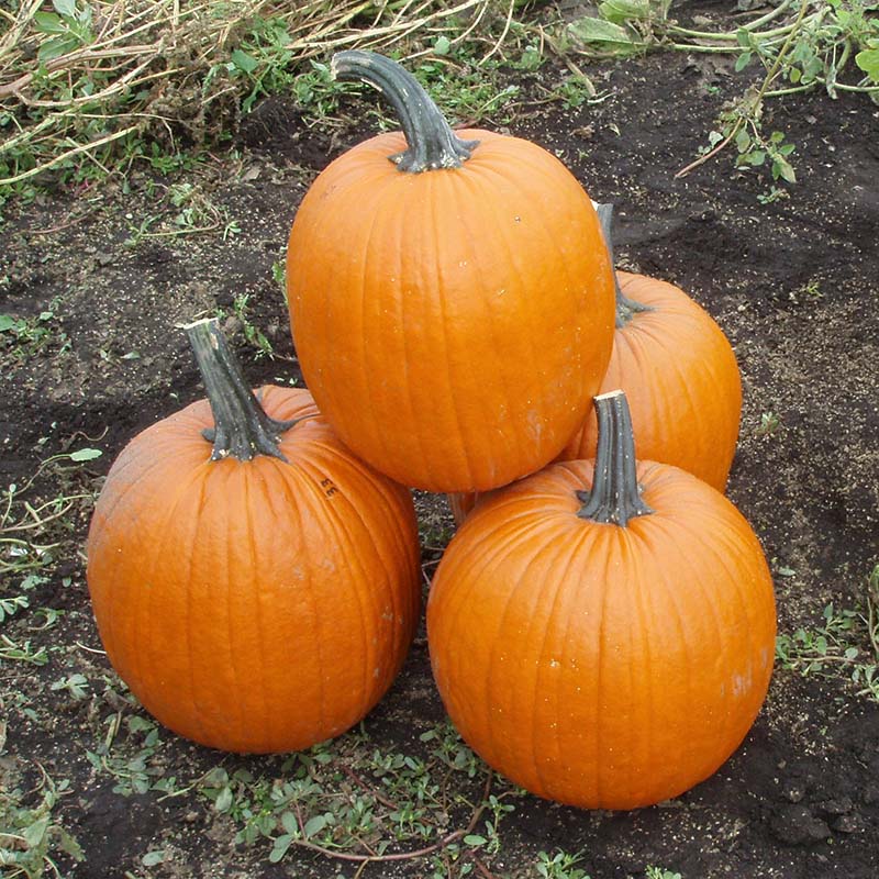 Pumpkin Hannibal F1 Seed