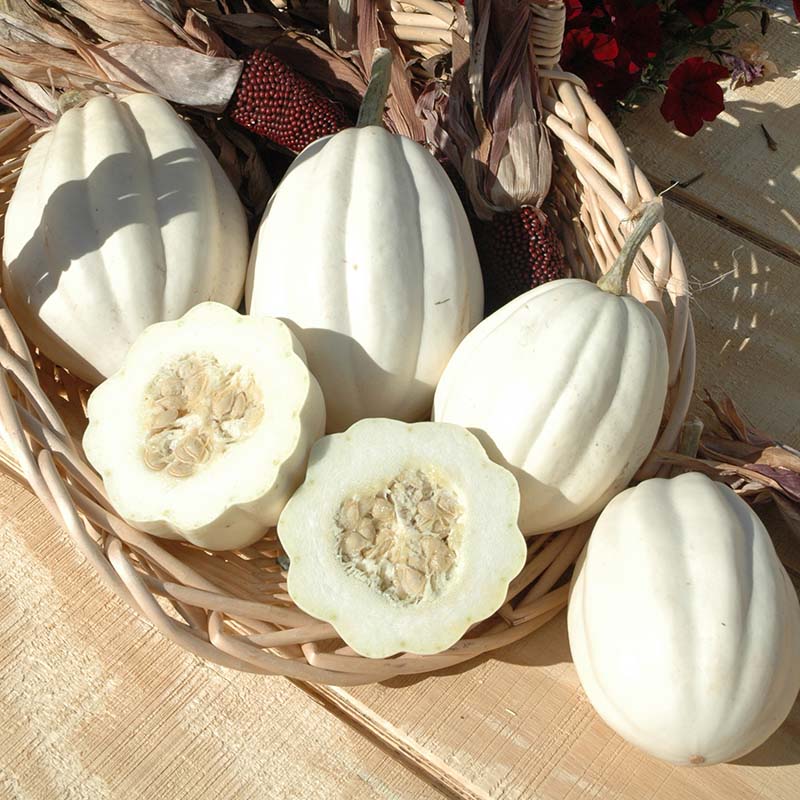 Squash Mashed Potatoes F1 Seed