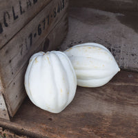 Squash Mashed Potatoes F1 Seed