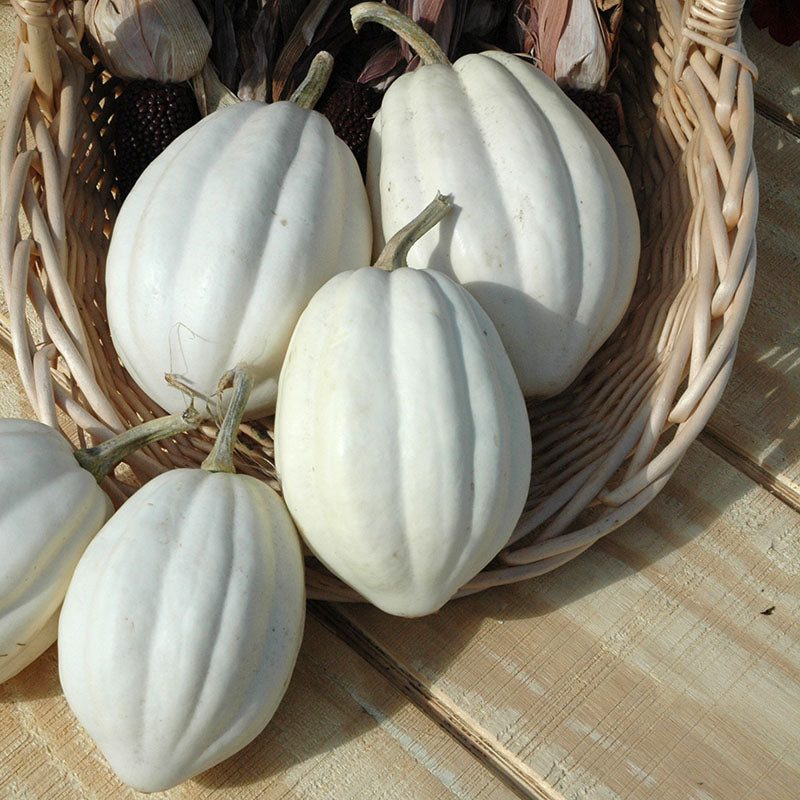 Squash Mashed Potatoes F1 Seed