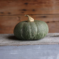 Squash Special Export F1 Seed