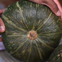 Squash Special Export F1 Seed